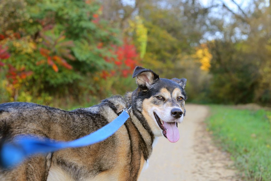 犬は散歩で通った道を覚える？