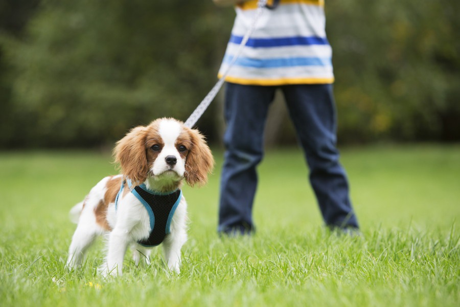 犬の散歩デビューあるある６選