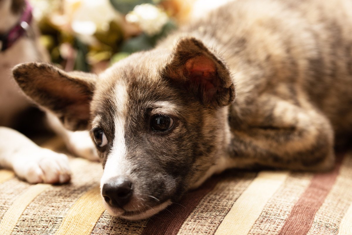 犬が『飼い主にイジワルをされた』と感じる行動3選　「やってしまってるかも…」「帰って謝ろう」