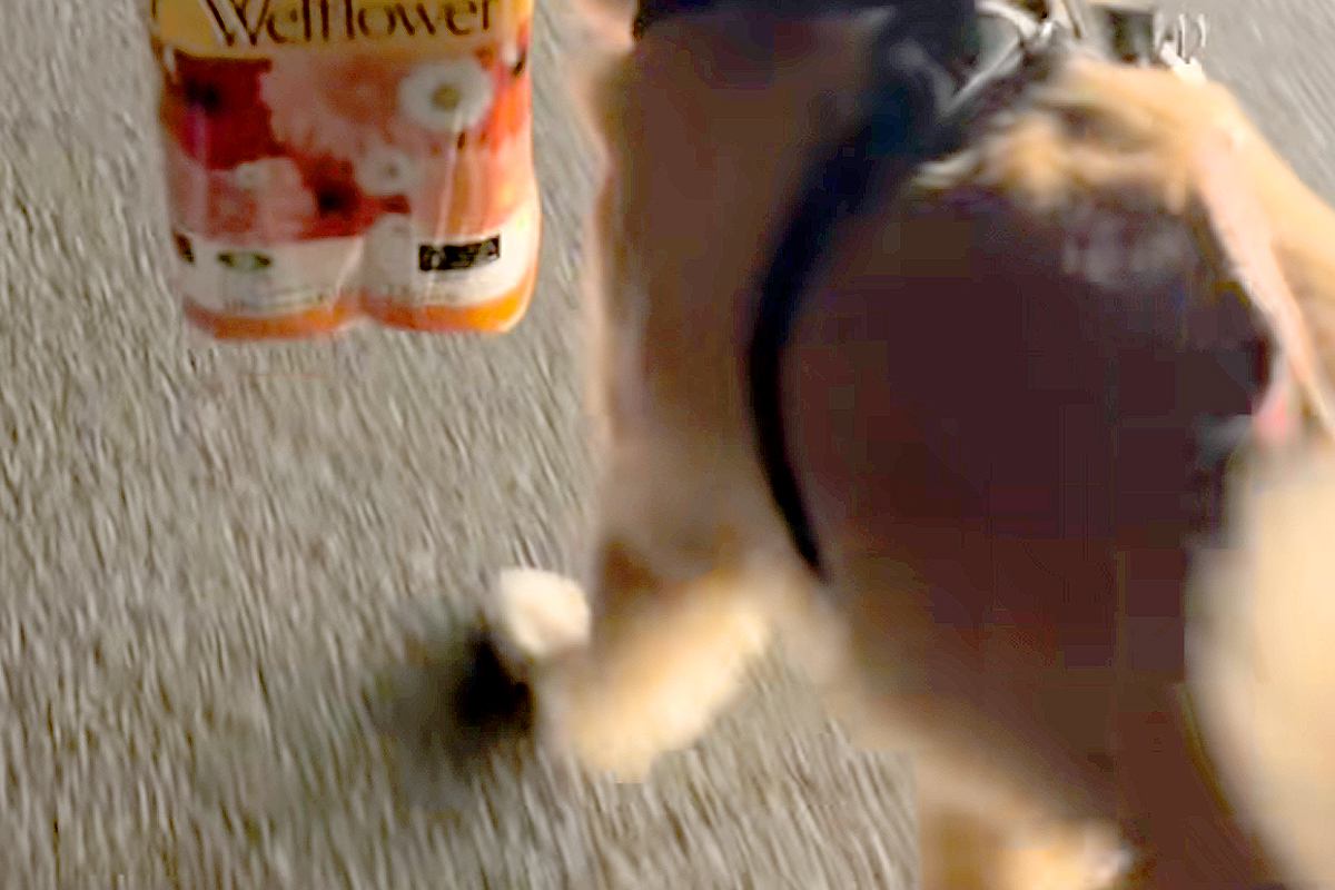 買い物帰り『大きな荷物』を持って歩いていたら、大型犬が…あまりにも頼もしい光景が300万再生「旦那に見習ってほしい」「お目にかかりたい」