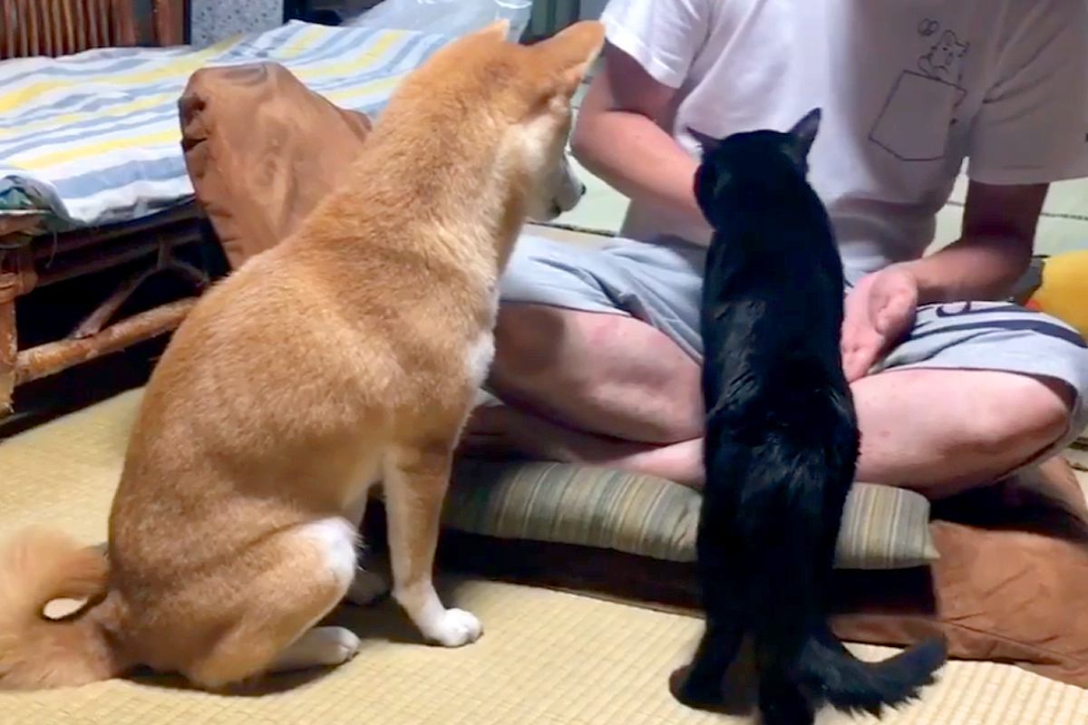 おやつのために芸をする犬→クロネコにも『お手』をさせようとしたら…コントのような『まさかの展開』が100万再生「一生懸命ｗ」「いいコンビ」