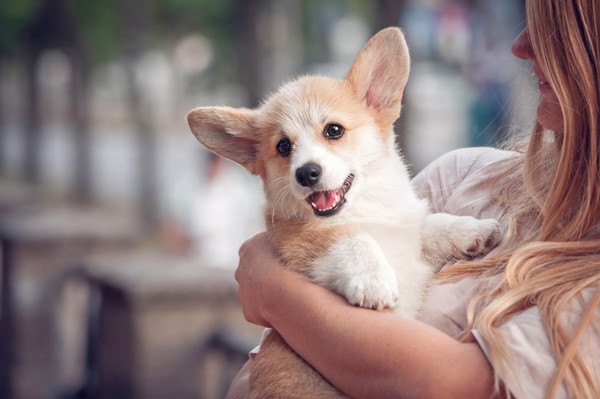 子犬の夜泣き対策！原因やしつけから対処法まで