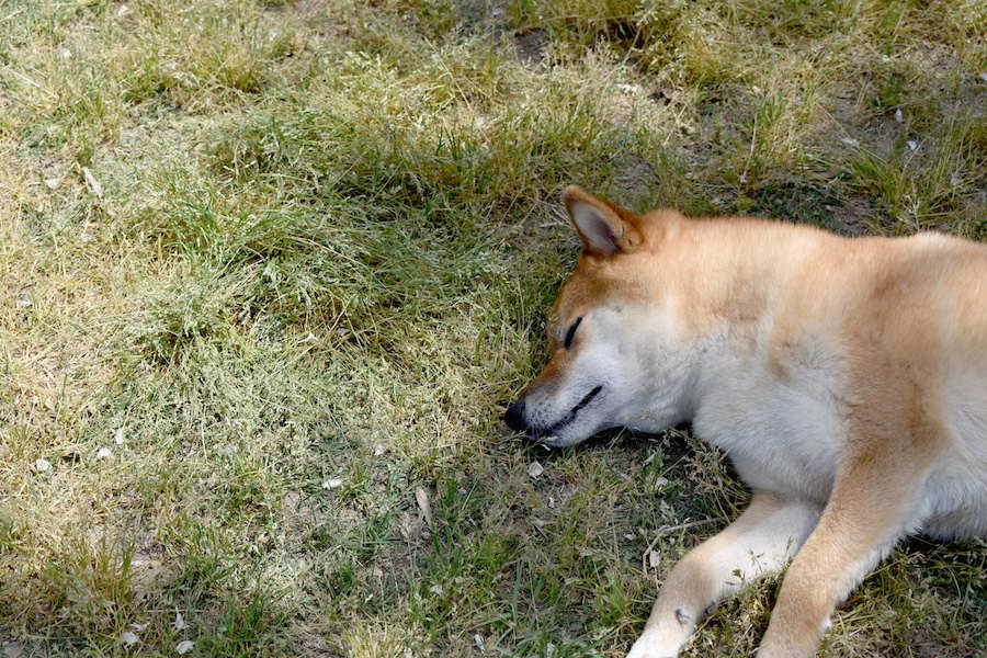 犬が急に倒れる原因と考えられる病気、対処法について