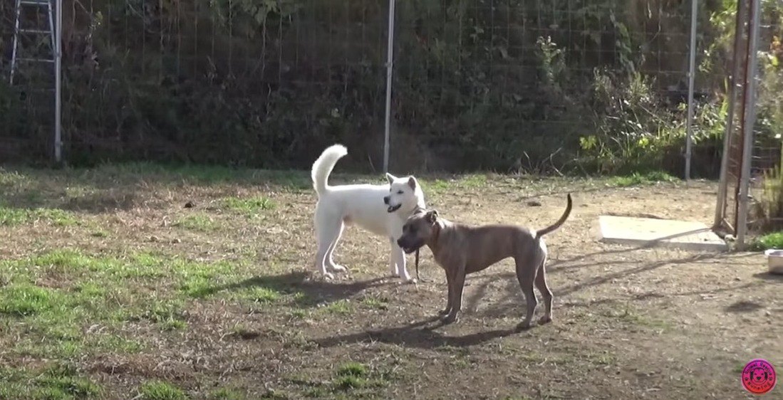 犬界のルールと絆！ハンデある仲間を守るピットの姿に感涙