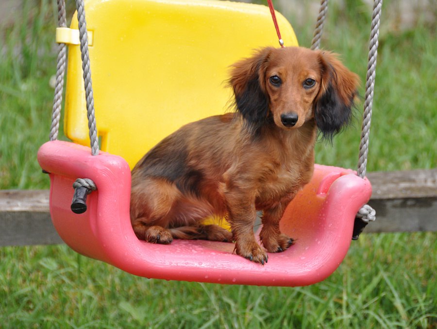 犬との遊びで公園の遊具を使うのはOK？