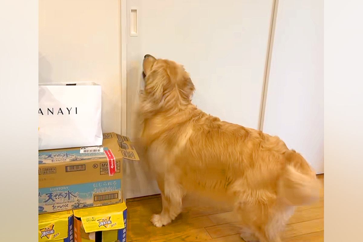 ずっと一緒にいる『2匹の大型犬』が離れ離れになった結果→『再会を喜ぶかな』と思ったら…想像と違う光景が19万再生「入れ替わりｗ」「笑った」