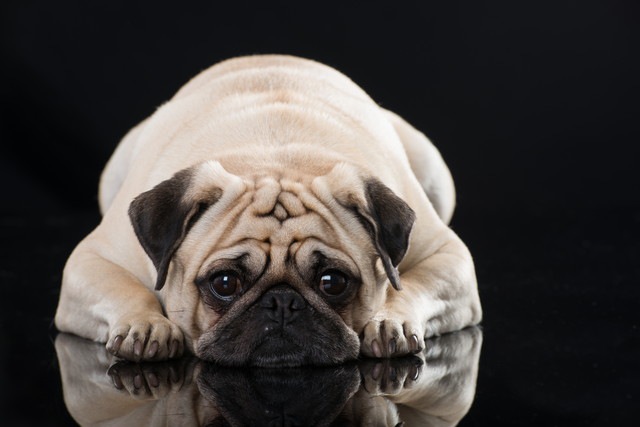 犬を太らせてしまう飼い主がやりがちな５つの行為