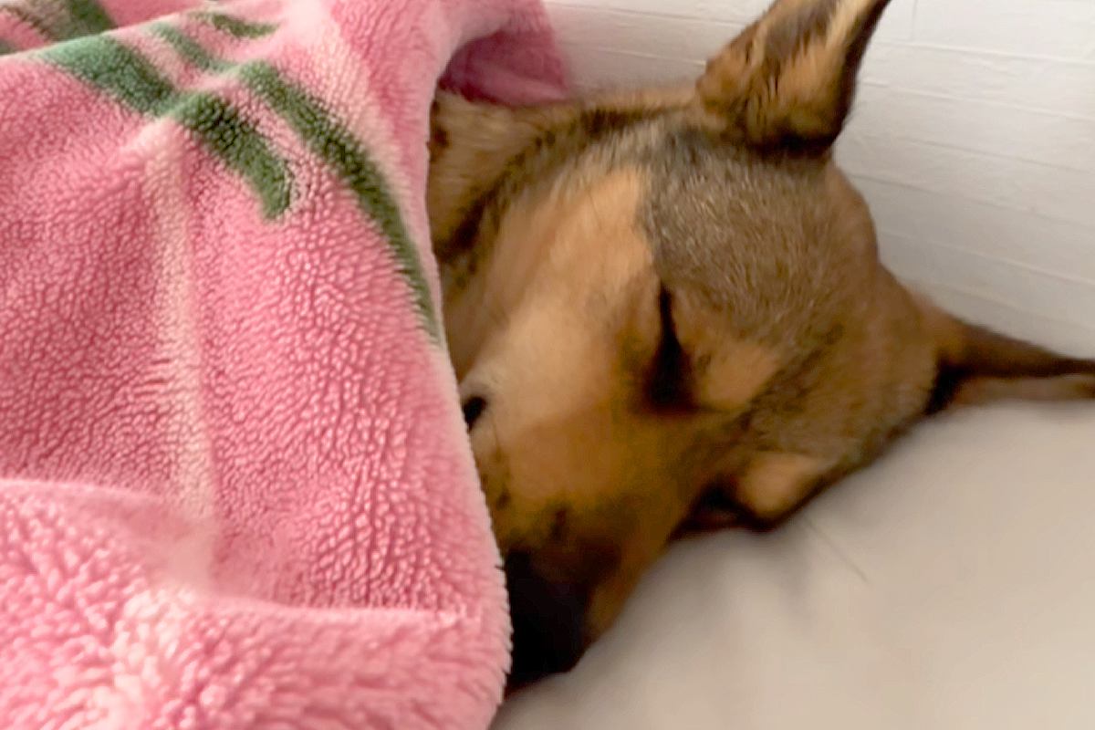 『病院に注射行くよ』と告げられ、寝たふりをする元野犬→布団をめくってみたら…幼稚園児のような光景が18万再生「人間みたいｗ」「愛おしい」