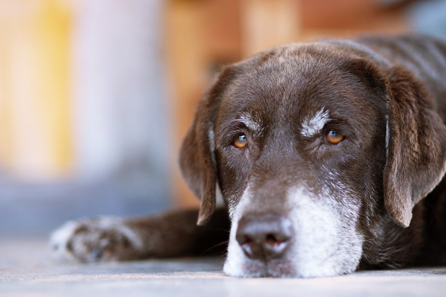 犬が亡くなる直前に見せる行動４選