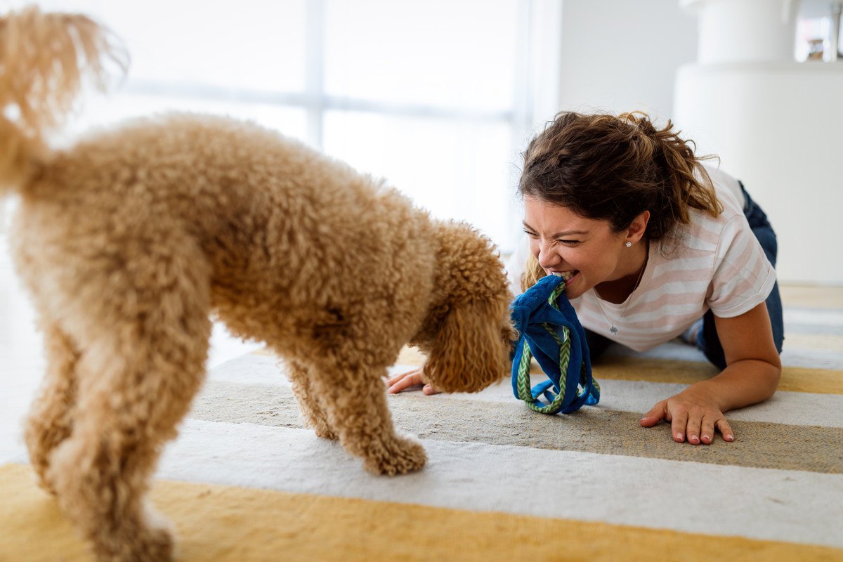 犬が『散歩に行きたい！』と言っている時に見せる仕草や行動3選