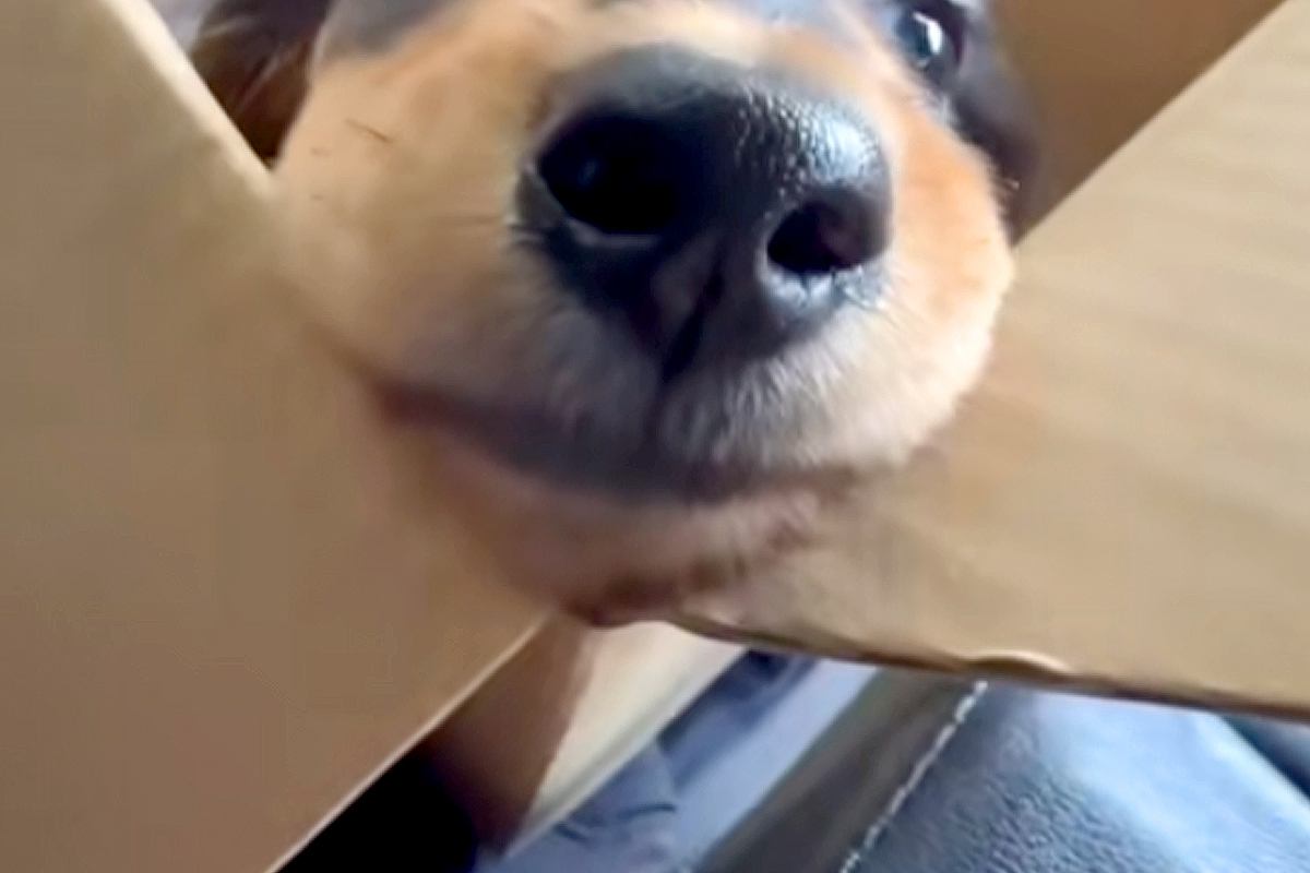 子犬を飼った当日→帰りの車で『ダンボールの中』から覗いてきて…とんでもなく尊い『表情』が68万再生「なんて純粋な目」「アングルが最強」