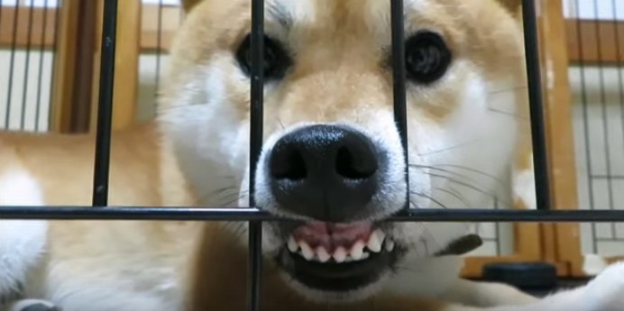 目は口ほどに物を言う？表情で感情が伝わりすぎる柴犬ちゃん