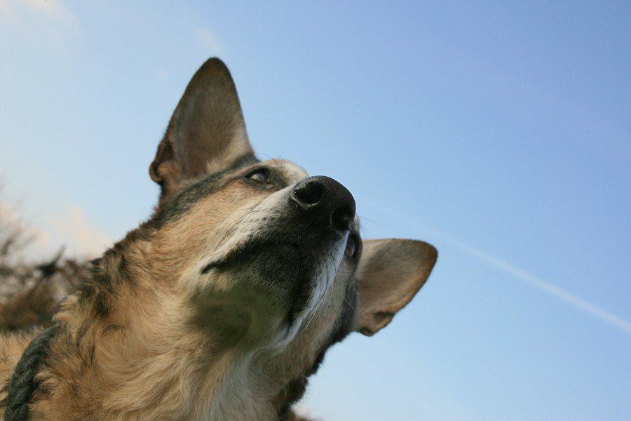 奇跡の犬 ～ペネロープの物語～