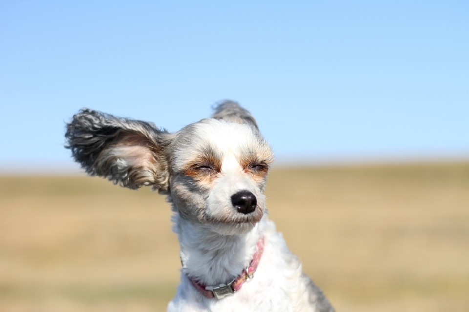 強風の日に犬の散歩をした後は、わんこの目をチェックしよう！