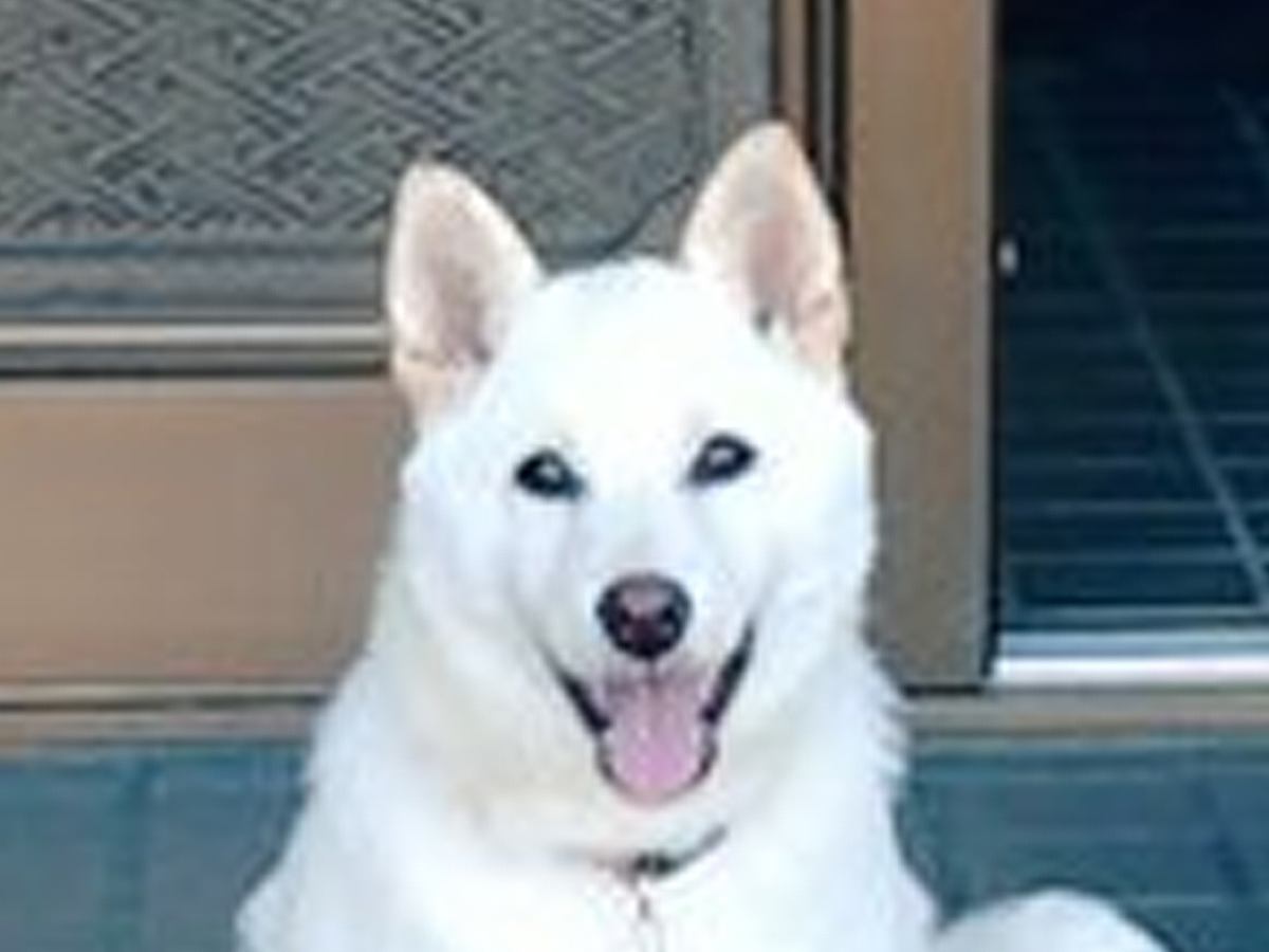 玄関先で『番犬』をしている子犬→想定以上に『不向きすぎる光景』が164万表示の反響「めっちゃウェルカムｗ」「お茶でもどう？って感じ」