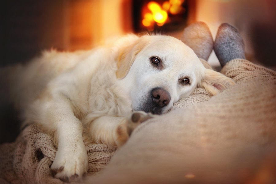 犬が飼い主にもたれかかる心理５つ