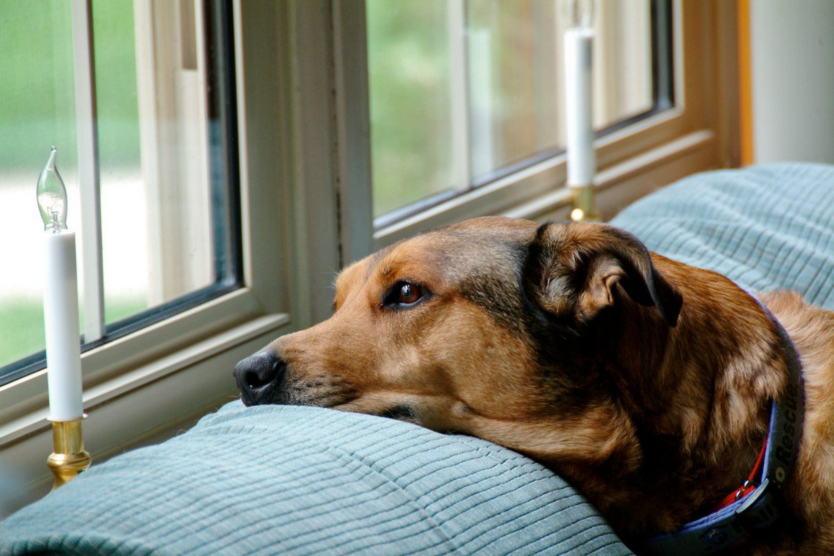 犬が『たそがれている時』の心理2つ　愛犬がぼーっとしているとき、飼い主は何をしてあげたらいいの？