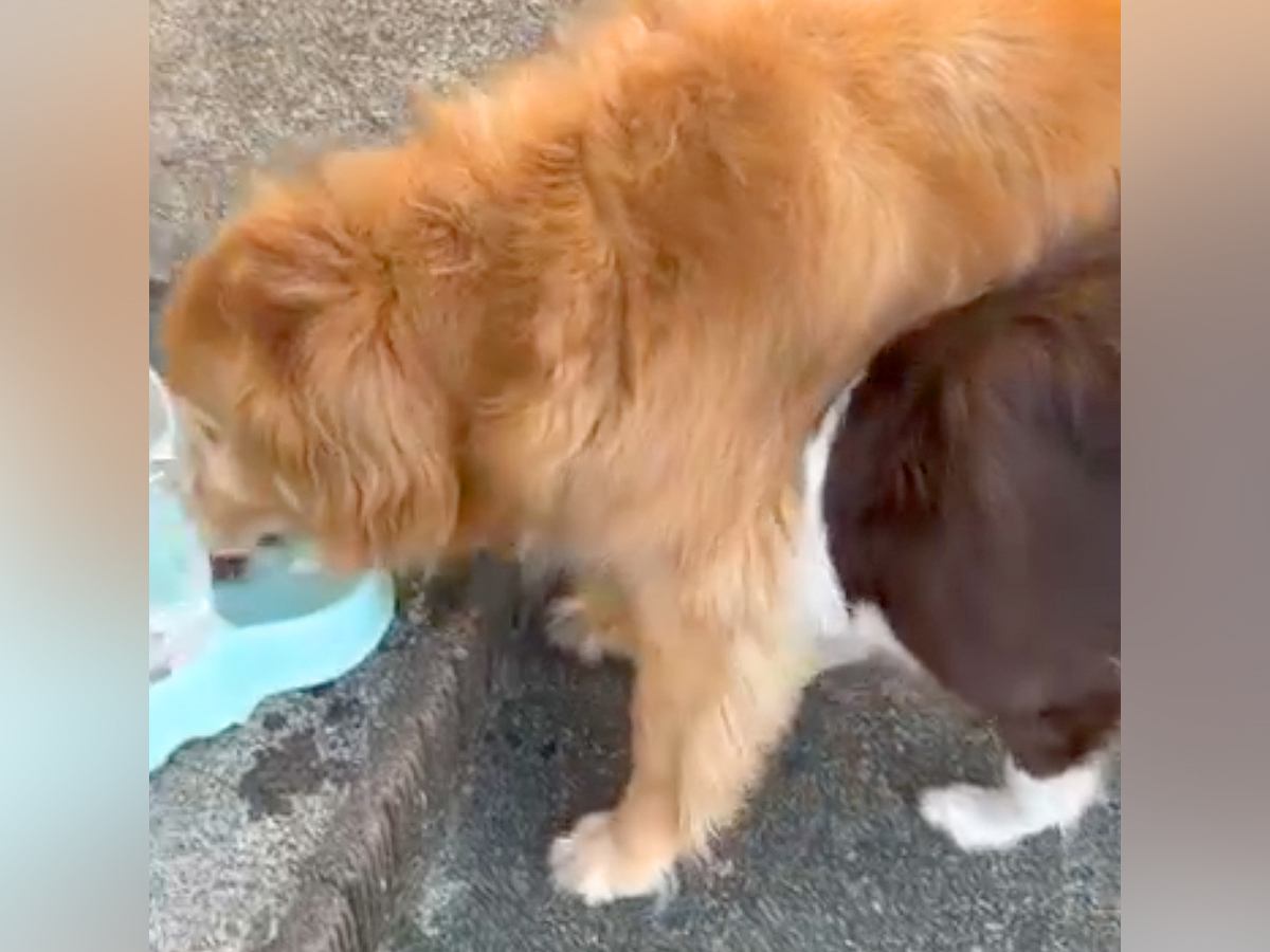 大型犬が水を飲んでいたら『一緒に飲みたい』とやってきた他のワンコ→大迷惑すぎる『大胆な行動』が108万再生「怒らないの優しいｗ」と反響