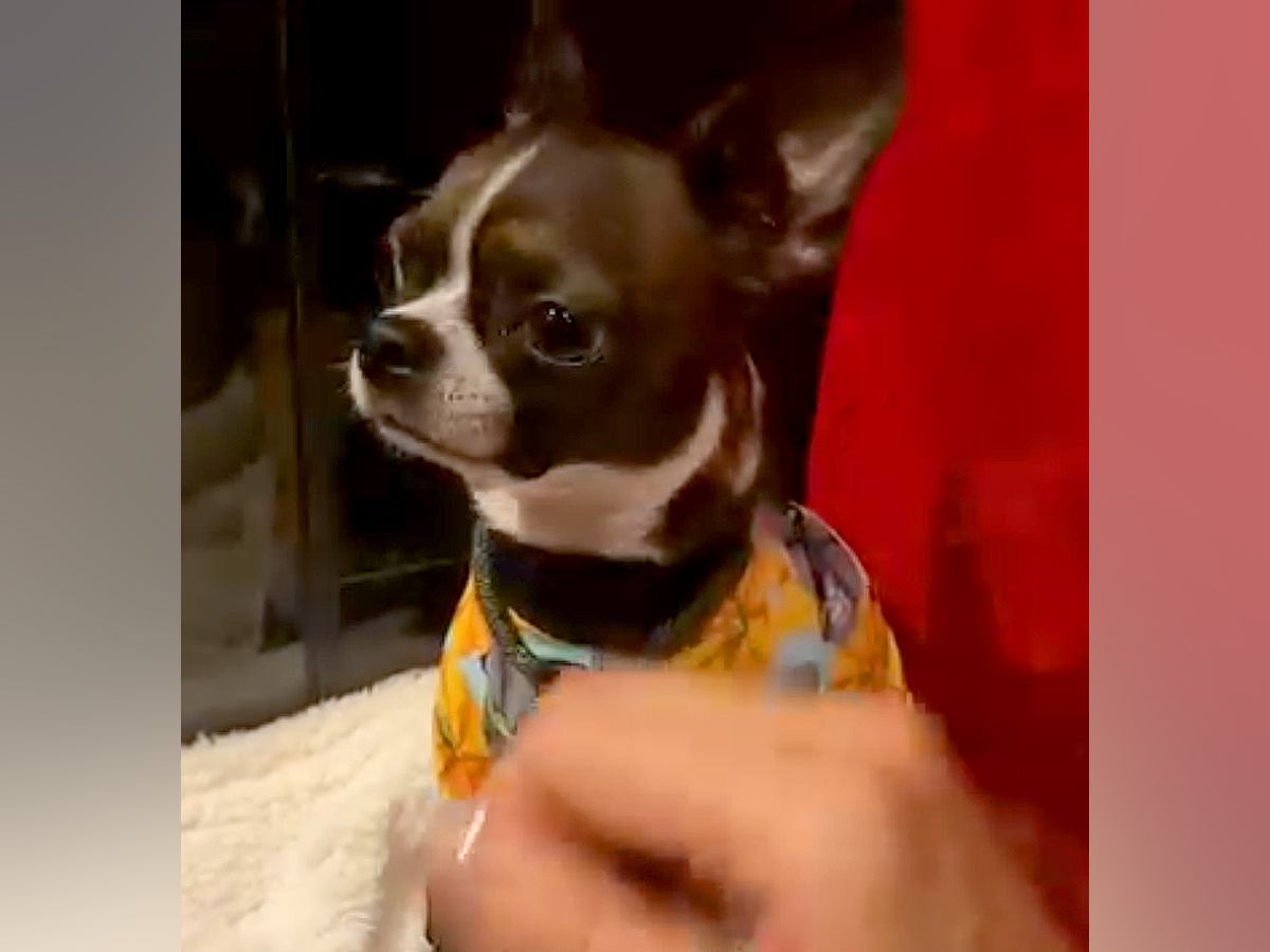 外で『いいこいいこ』しようとするとブチギレる犬→家に帰ると…衝撃的な『態度の豹変っぷり』が17万再生「思春期？ｗ」「ギャップ可愛い」