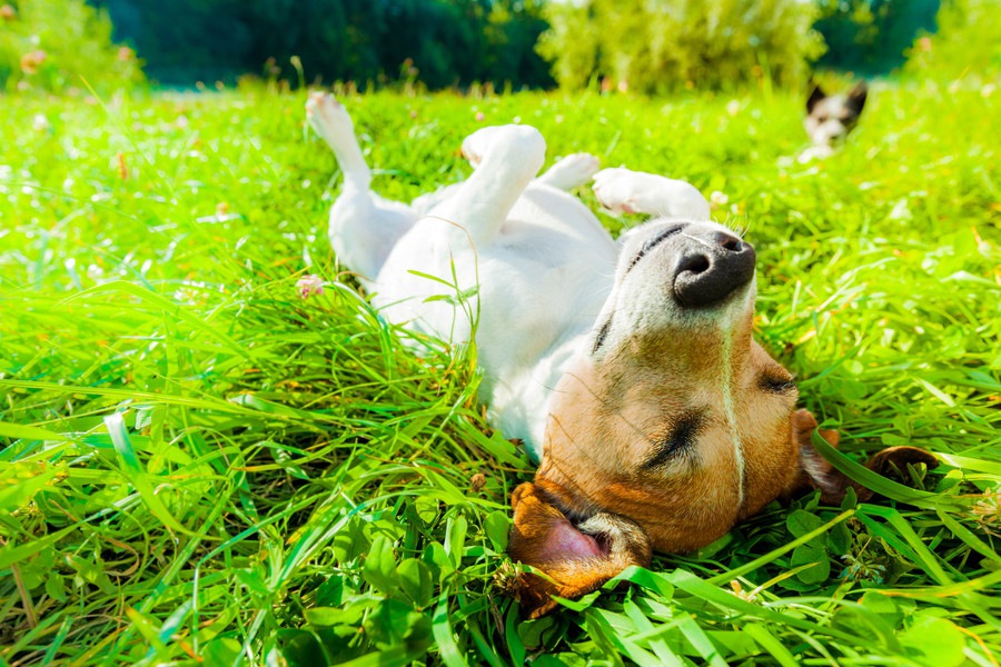 愛犬に日光浴をさせる3つのメリット