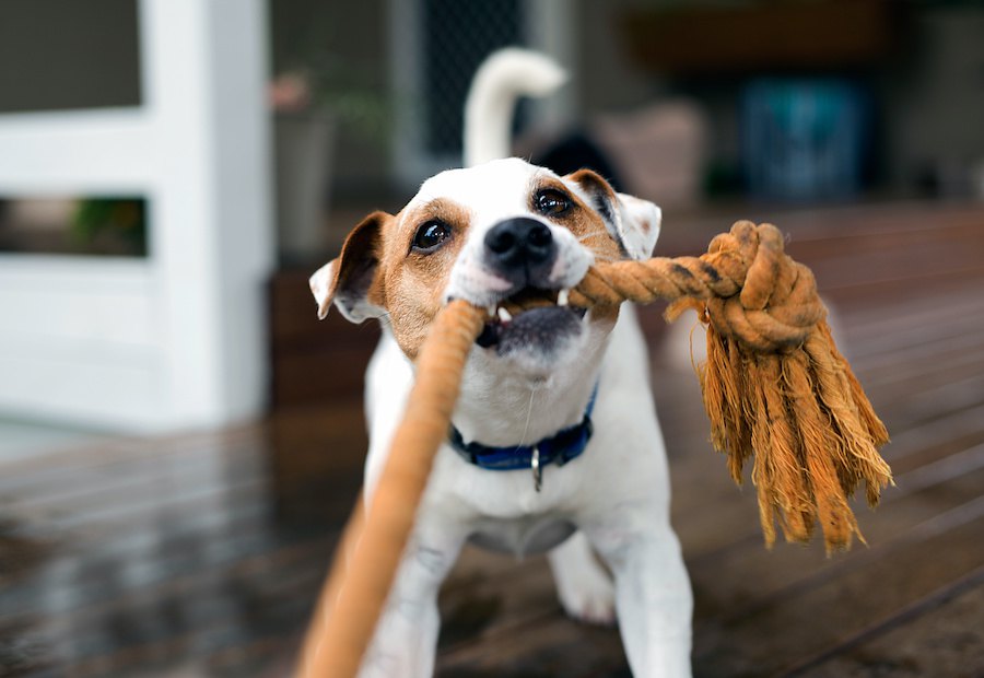 危険かも？モノへの執着心が強い犬をしつける方法３つ