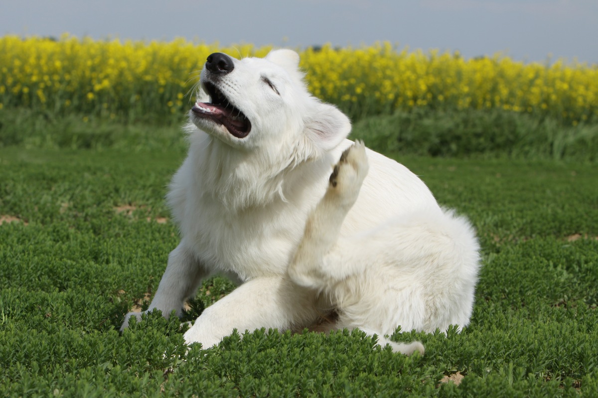 犬にノミが寄生した時の症状とは？関連する病気や治し方を知ろう