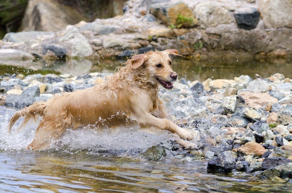 犬と川遊びが楽しめる穴場スポット６選！関東エリアからご紹介