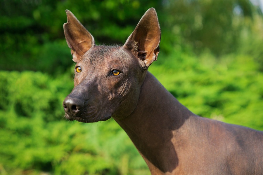 ショロ（Xolo）ってどんな犬？性格や特徴、飼い方まで