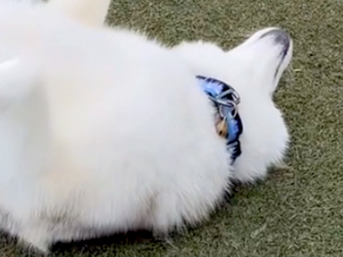 『ドッグランで大型犬を見失った』と思ったら…完全に間違えている『謎すぎる遊び方』が23万再生「ドッグゴロンｗ」「大物になる予感」と絶賛