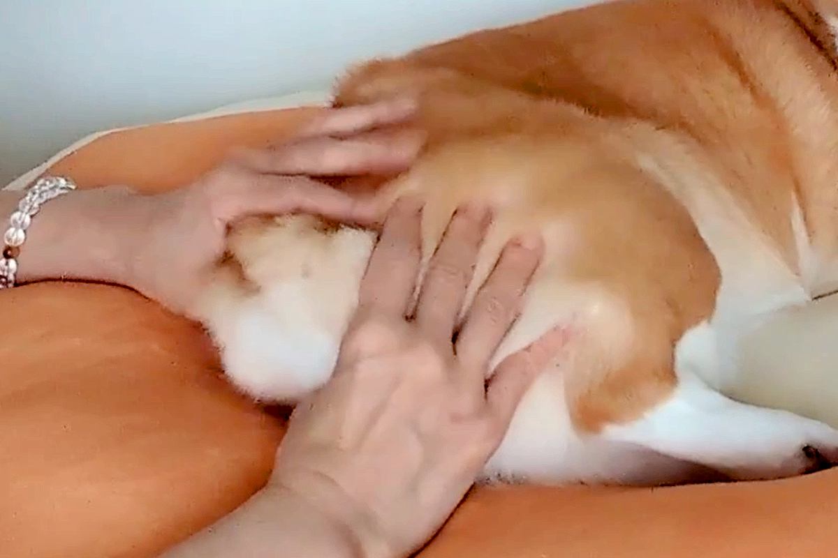 犬のおしりを『スクイーズ』に見立てて握った結果→『おまえ、何してんの？』まさかの表情に「見るからに柔らかそう」「ドン引きで草」と4万いいね