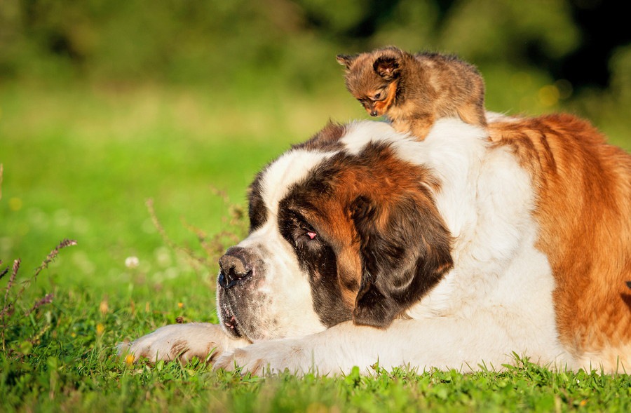 超大型犬５選！愛らしくて温厚なワンコたち