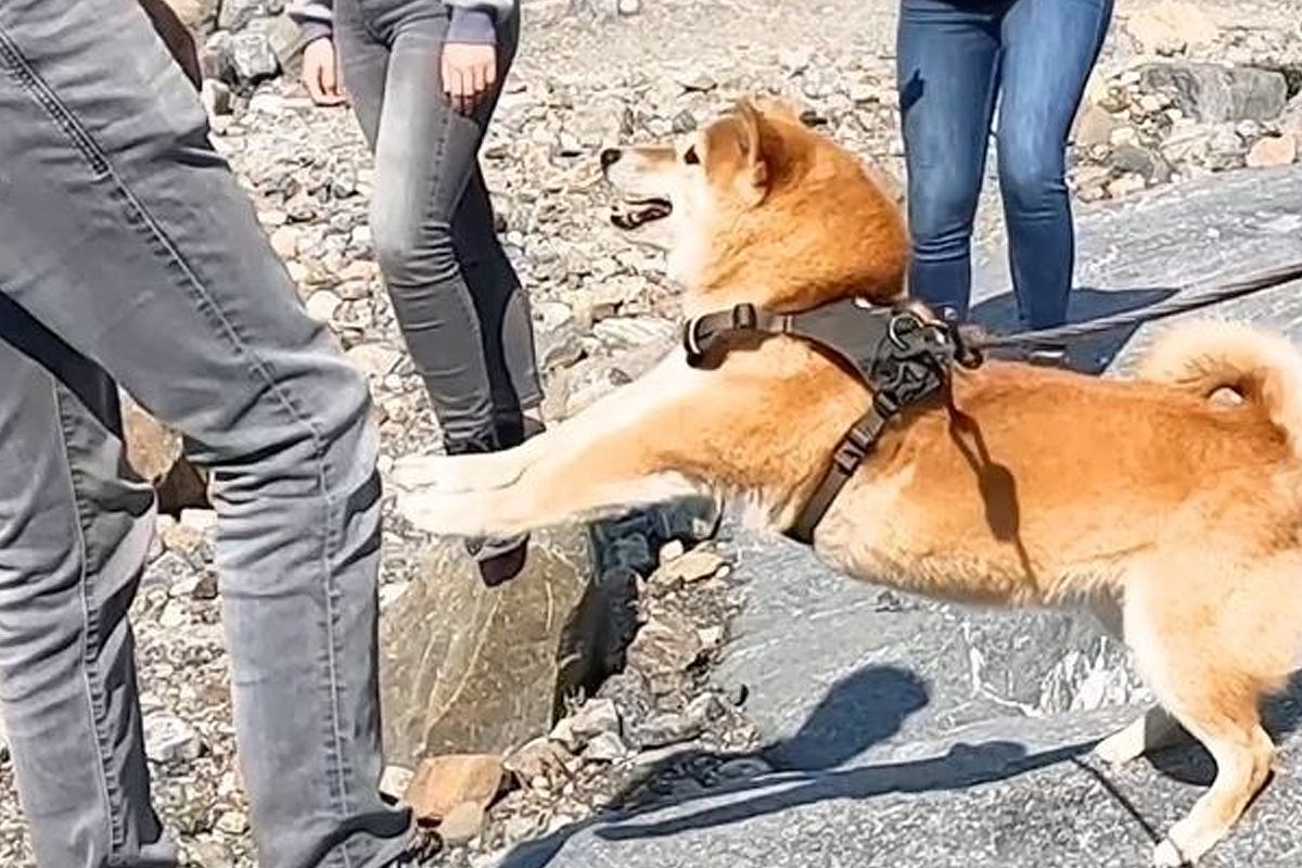 カナダで散歩する2匹の犬→途中で見かけたお兄さんに『一目惚れ』をして…まるで『恋』をしているような行動が25万再生「私も突撃されたい」