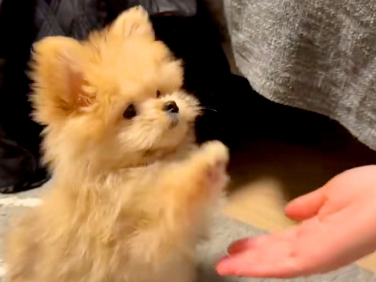 あまりしっぽを振らない子犬→『感情が分かりづらい』と思いきや…とんでもなく可愛い『喜びの表現方法』が22万再生「うさぎ？ｗ」「キュン」