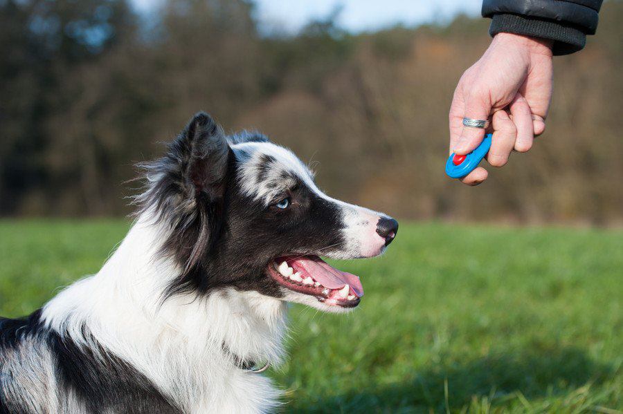 犬の「ポジティブトレーニング」とは？効果とやり方