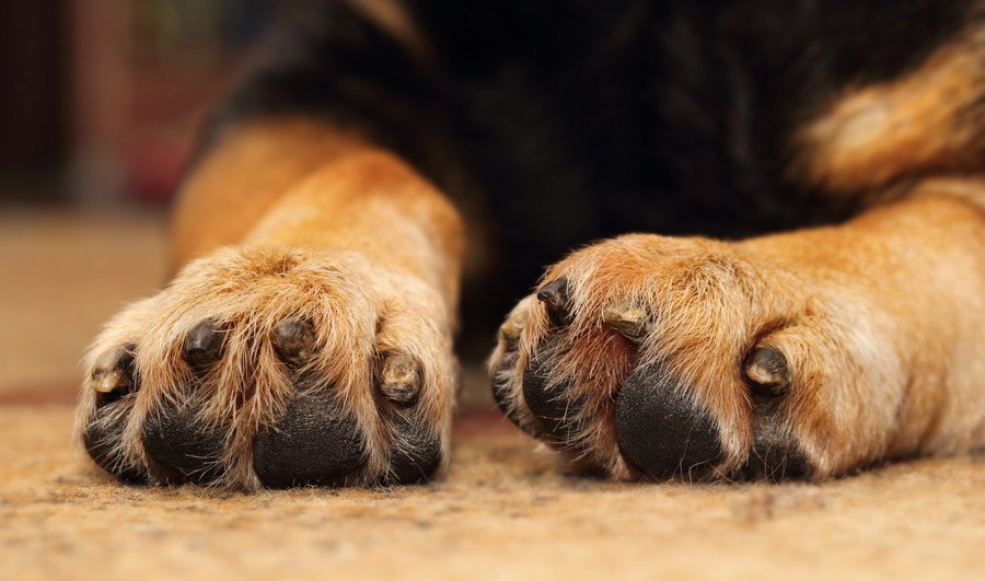 犬の爪が折れる原因３つと対処法