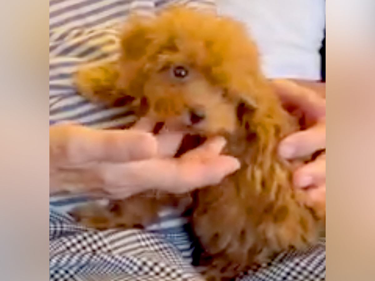 『犬が苦手なおばあちゃん』が赤ちゃんワンコと初めて対面→会うたびに気持ちが変わり…『現在の関係性』に「愛されてて素敵」「良かった」と反響
