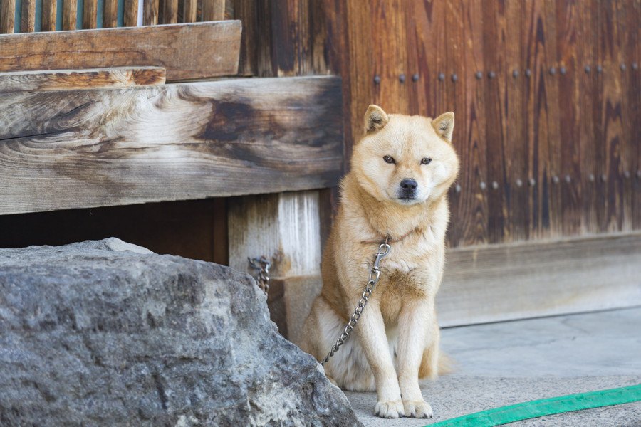 やんのかこらぁ！日本犬が喧嘩っ早いと言われる理由