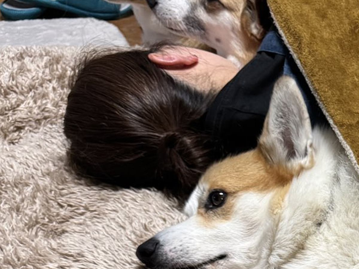 『人間をダメにするコタツ』を出したら、5頭のコーギー犬が…まさかの『羨ましすぎる光景』に7万いいね集まる「犬もダメになってるｗ」と爆笑