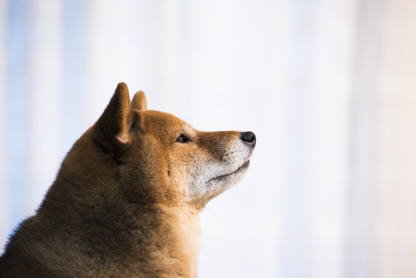 犬は鼻(嗅覚)で時間がわかるって本当？