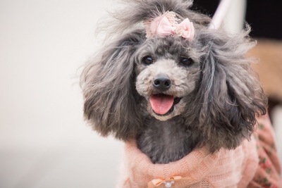 保護犬のいるカフェへ実際に行ってみた！