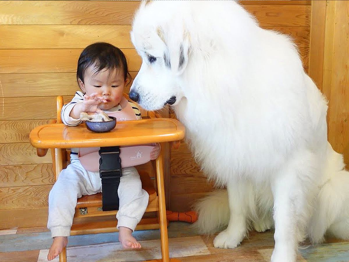 超大型犬が赤ちゃんのご飯を見守った結果…想像以上に『圧が強すぎる光景』が面白いと61万再生「ガン見してるの草」「よだれがｗｗ」と爆笑