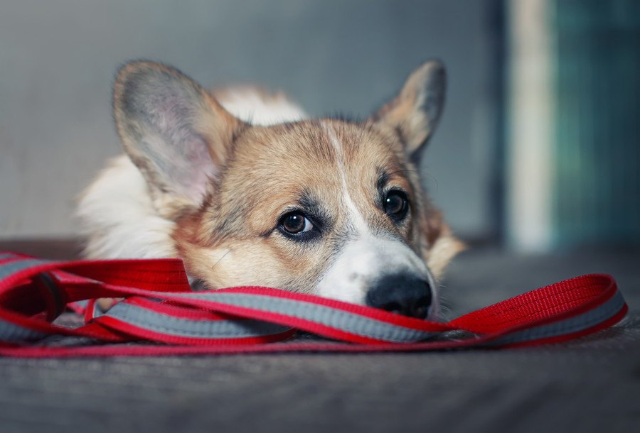 犬が病気になる『間違った飼い方』４選　お互いが辛い思いをしないために知っておくべきこと