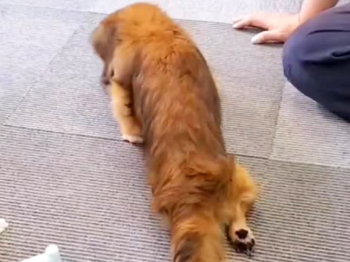 ヘルニアで両後ろ足が動かなくなった犬→毎日家族とリハビリをして…１年後、『まさかの光景』に「頑張る姿に涙」「本当によく頑張った」の声