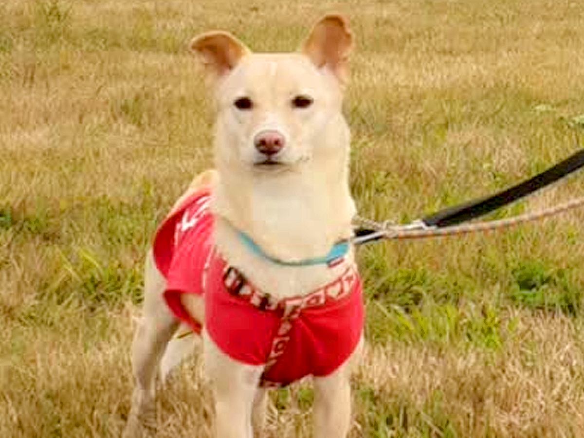 友人から『子犬にすれば？』と言われた女性→それでも元野犬を選んで飼った結果…涙が出る『感動的な展開』が11万再生「尊敬」「お幸せに」