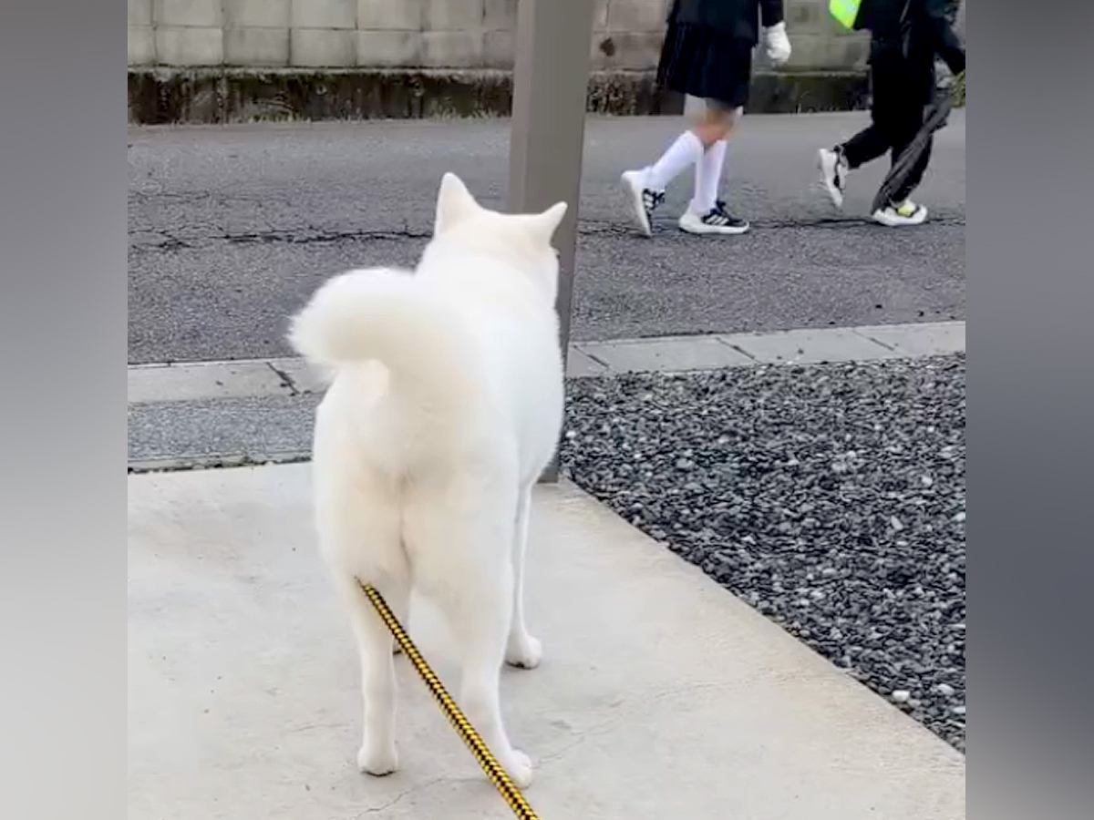 登校中の小学生に出くわして大喜びする秋田犬→学校へ行ってしまった結果…『感情がわかりやすすぎる光景』が134万再生「声が聞こえるｗ」