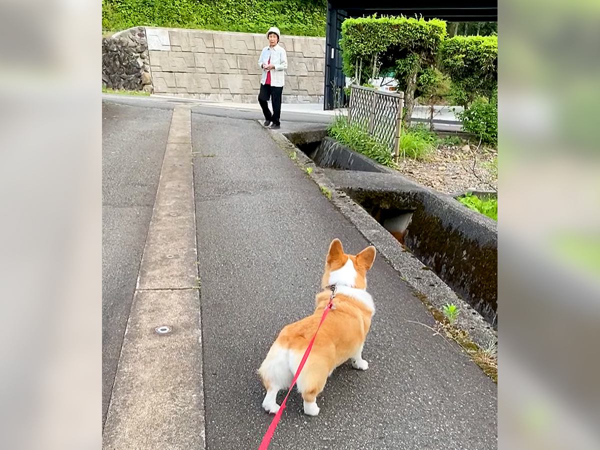 お散歩の帰り道で、犬が…『大好きなおばあちゃん』と一緒に帰ろうとする光景が11万再生「可愛すぎる」「たまらないお尻」と絶賛の声も