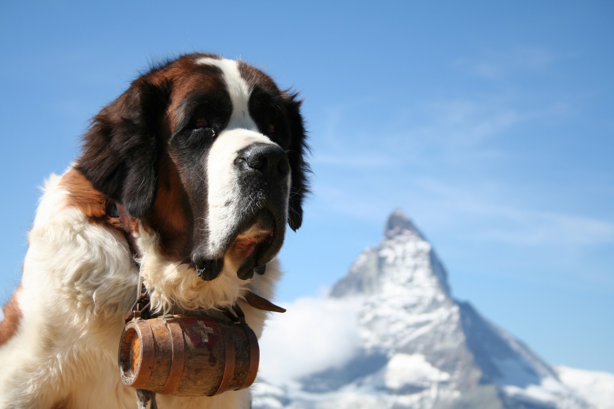 スイスの犬を6種類ご紹介！それぞれの特徴についても