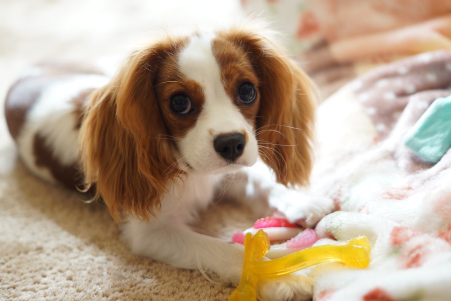 飼いやすいと言われている中型犬４選