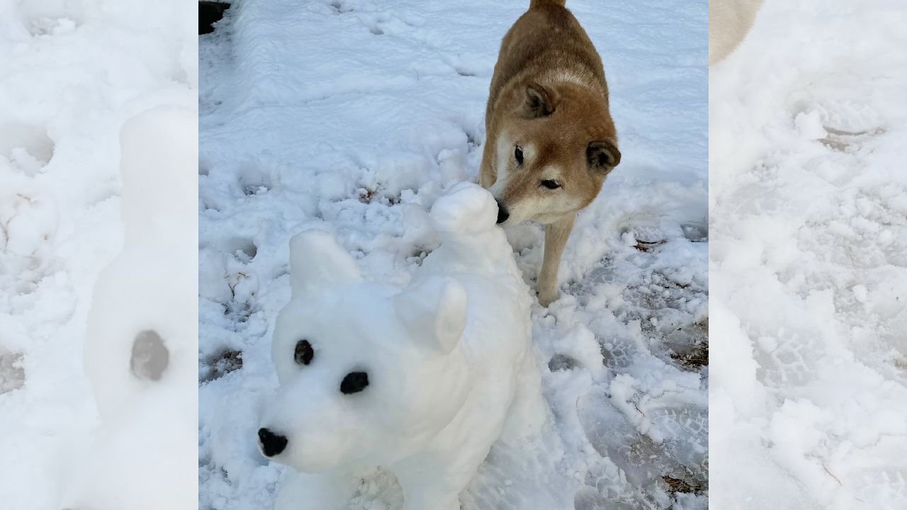 お庭に犬の雪像を作った結果→嬉しそうにご挨拶する柴犬さんに1.7万いいね