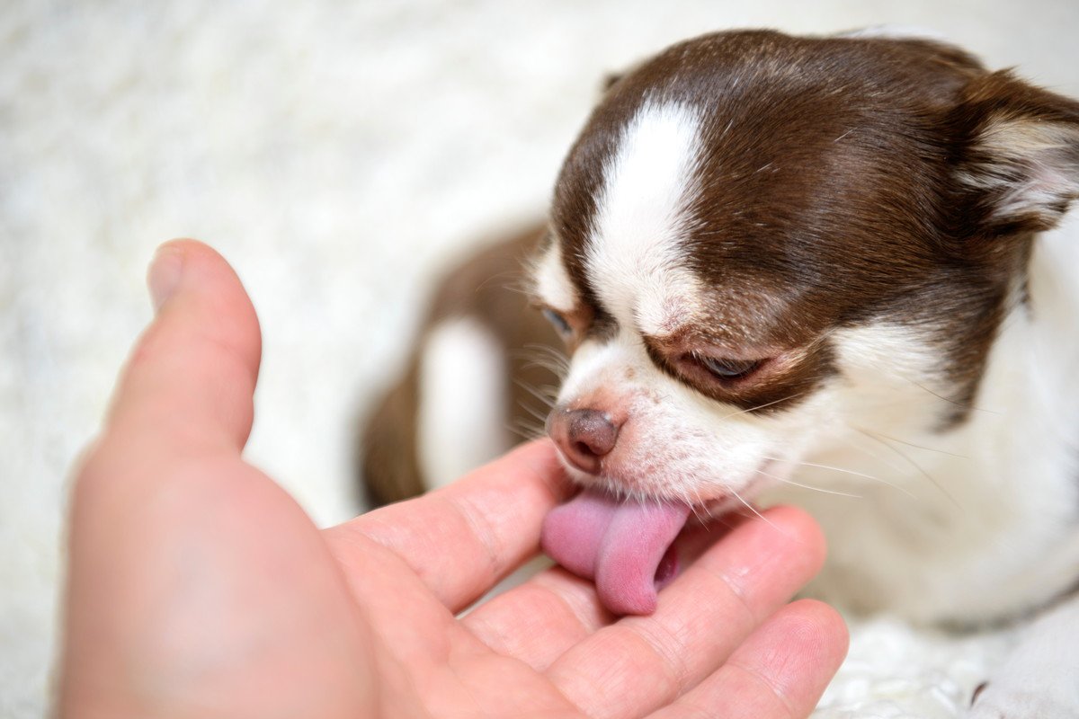 犬が『人の手を舐める』理由とは？執拗に舐めてくる5つの心理や注意点まで解説